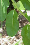 Common milkweed